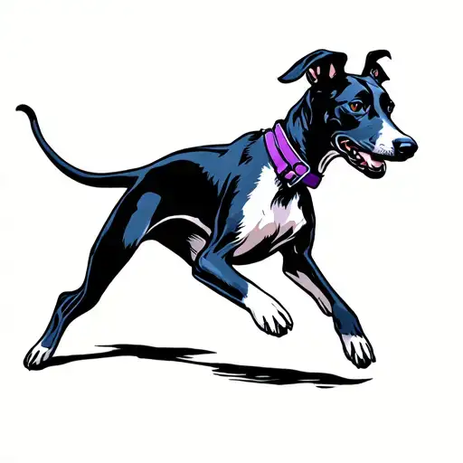 Black Whippet Running With Purple Collar