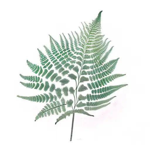 Fern Tree