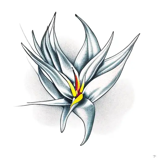 Bird Of Paradise