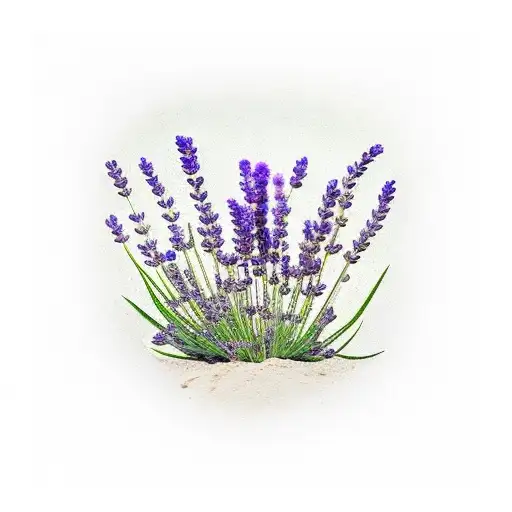 Lavender Growing On Floor Under A Tree