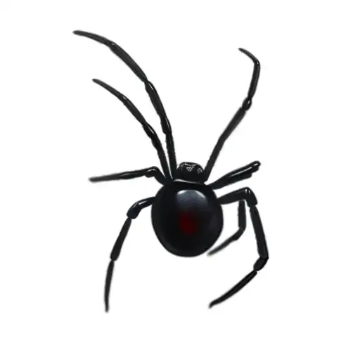 Black Widow Spider