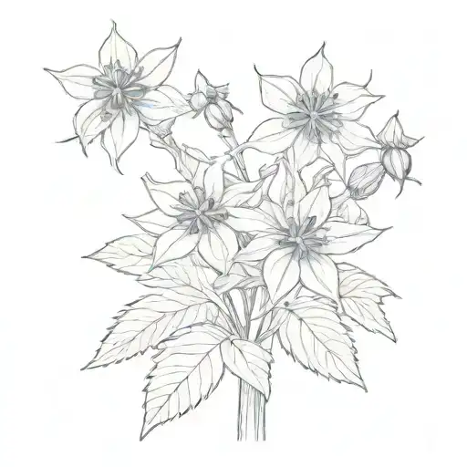 Borage Plant