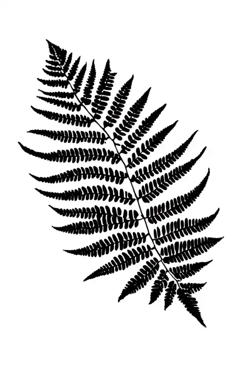 South Africa New Zealand Silver Fern