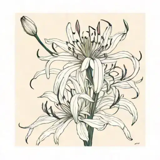 Spider Lily