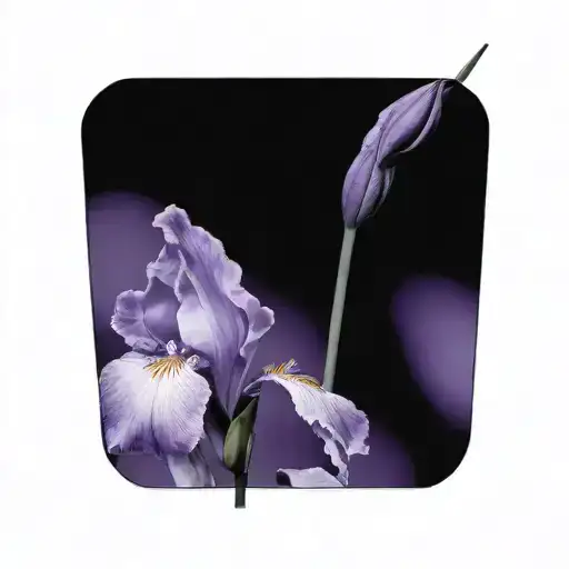 Single Wild Iris With Stem