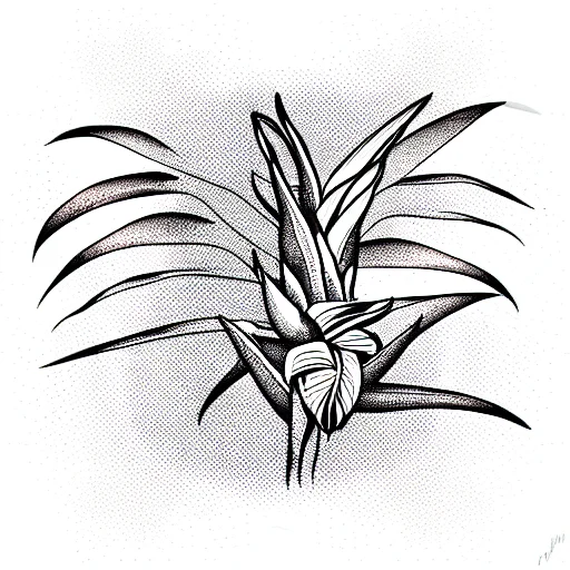 Bird Of Paradise Plant