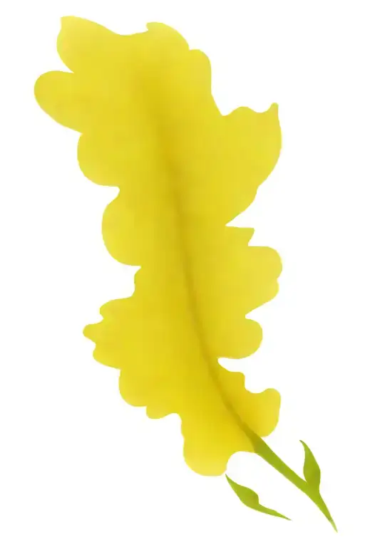 Indian Paintbrushes And Lightning Bugs