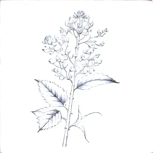Botanical Sketch From Really Old Book About Plants